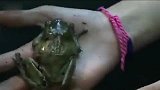 实验把青蛙放到锅里面,慢慢加热至沸腾,青蛙会跳出来吗