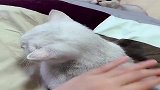嫉妒使猫咪面目全非，猫咪：你有了别的猫就别来碰我了！