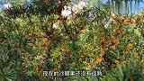 野生沙棘果，农村人都不吃，城里人却拿当宝贝，真的很值钱吗