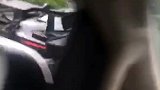 街头捕捉野生塞纳一只