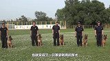 一只军犬当众表演走军步，下一秒搞笑的一幕发生，镜头拍下全过程