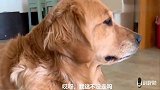 金毛和主人闹情绪，主人怎么劝说都没用，最后主人被关门外，逗