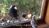 鹦鹉喜鹊隔窗相望，一问一答聊了起来，互相羡慕的眼神太搞笑