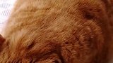 猫：走开点，别打扰我，我在午休呢！