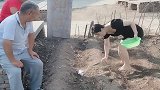 儿媳妇下地干活，接下来这操作，可把公婆笑坏了！