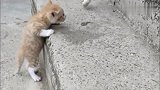 猫妈妈教小奶猫上台阶，看小奶猫上不去，就在一旁耐心的鼓励