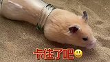 仓鼠表演原地掉头