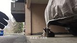 浣熊闯进院子偷吃的，不料被三只猎犬发现，结果真是惨不忍睹