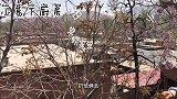 油炸香椿，特别好吃，赶紧试试吧