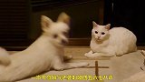 狗狗在猫咪面前躁动不安，无辜的猫咪一脸懵圈，结果是这样