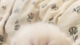 英短猫还是要从小就开始撸