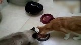 小猫一边吃着碗里的食物，一边提防主人，真是可爱！