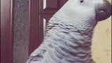 主人拿酸奶给鹦鹉喝，鹦鹉爸爸妈妈辛苦啦，我很幸福！