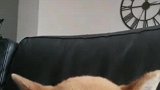 小狗和母狗玩游戏，母狗生无可恋，太搞笑了