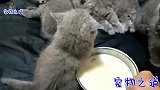主人给小奶猫们喂辅食，一只小猫直接扑进碗里，狼狈的样子太逗了