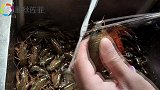 教你家常小龙虾，记住几点，隔壁小孩都馋哭了