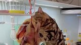猫咪偷吃肉，被主人给偷拍下来
