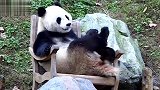 饲养员趁机偷摸小熊猫，小熊猫直接翻脸了：别动手动脚行不行