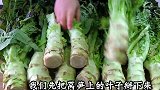 这才是保存莴笋最正确的做法，一次做十斤，保存一年都不会坏！