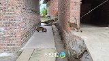 母爱真伟大，猫猫咬到耗子不是自己先吃，而是给小猫吃