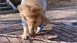 十三岁的金毛犬，养它这么多年就喜欢拿东西回家