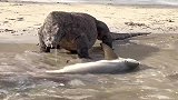 科莫多巨蜥捡漏一条大白鲨，不料却被同伴独吞！