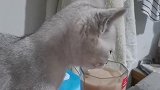 猫咪又开始作妖了，趁我打游戏时居然偷喝奶茶，今天必须关它小号