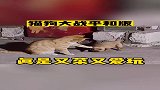 猫狗大战和平版，真是又菜又爱玩