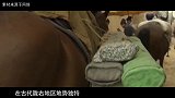 陇右王汪世显墓被大雨冲出，经过发掘，竟出土了国内唯一的抹胸
