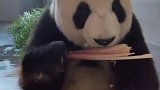 熊猫：掉了一块笋子，好可惜！