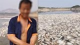 心疼鱼户！价值百万鱼儿密密匝匝横尸水滩，有人被熏吐村民还在抢