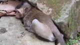 满嘴大牙哭着要喝奶，猴妈没有办法只好满足它，有趣