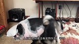 猪的“指甲”很珍贵看完这个视频，估计养猪的都后悔了吧