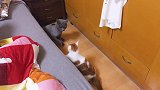 两只本土橘猫与外国蓝猫之间的战斗，橘猫套路太深了