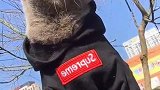 我要当渣猫，我要祸害烫了大波浪的小母猫