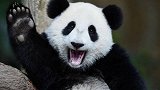 世界上第一只被退货的大熊猫，租期还没到就被送回国，原因亮了