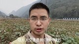 农村智哥采摘村里种的荷花莲子，一下午都没人来干涉，收获满满