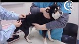 减压 欢乐 笑 狗 萌宠 惊喜？惊吓？哎呀妈呀