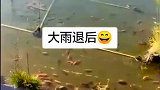 这个地方真好，还可以养金鱼！