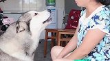洛洛要吃鸡腿被奶奶吐槽像猪，看洛洛什么反应，结果搞笑了