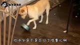 儿子，你看这狗多乖啊，这要是我大孙子那该多好啊