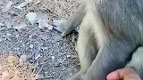 男子偷偷抓住猴子的手，给猴子吓一跳