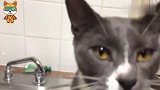 小猫撞见1岁宝宝在洗澡，接下来请注意小猫的举动，看完不许笑！