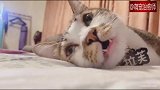 猫咪学会了张开眼睛睡觉的技能，眼珠转来转去好可爱呀！