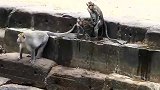 猴子水中打架，很危险啊