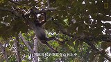 峨眉山猴子最怕的东西，拿出来一亮，猴子看到就躲一边