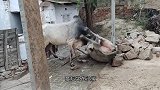 2头公羊互相看不顺眼，隔着围栏怼了起来，下一秒忍住别笑