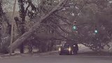 美国：一辆汽车几乎被倒下大树砸中，司机加速惊险避开