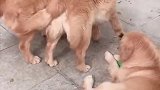 金毛：咱俩是闹着玩儿的，可不许动手啊！