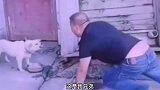 搞笑段子配音这兄弟真是个人才呐，跟狗吵到僵持
